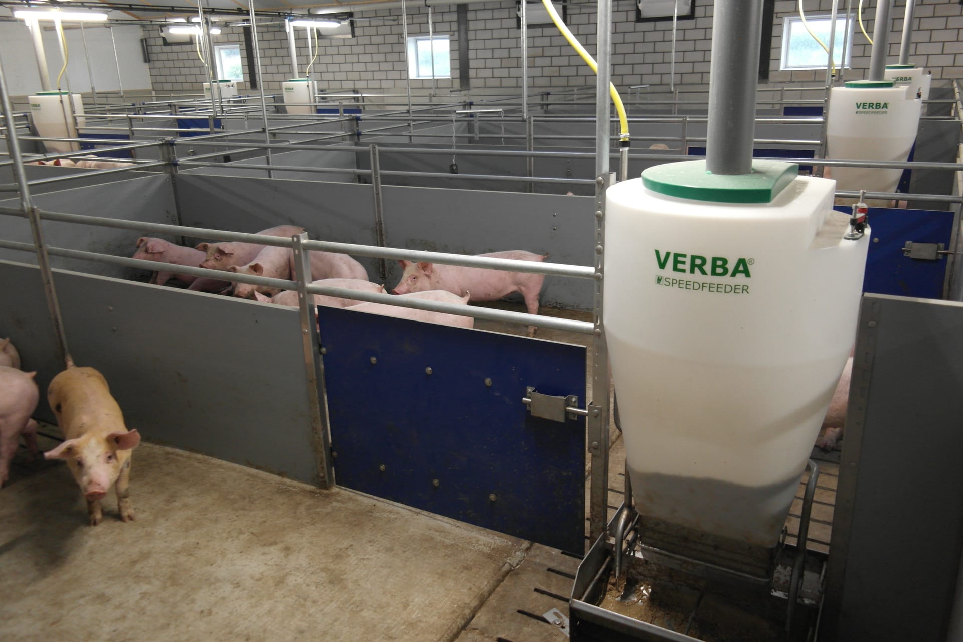 Drinkbakken plaatsing biggen morsen: Morsen uw biggen water? Zo controleert u hoogte, debiet en plaatsing van de drinkbak
