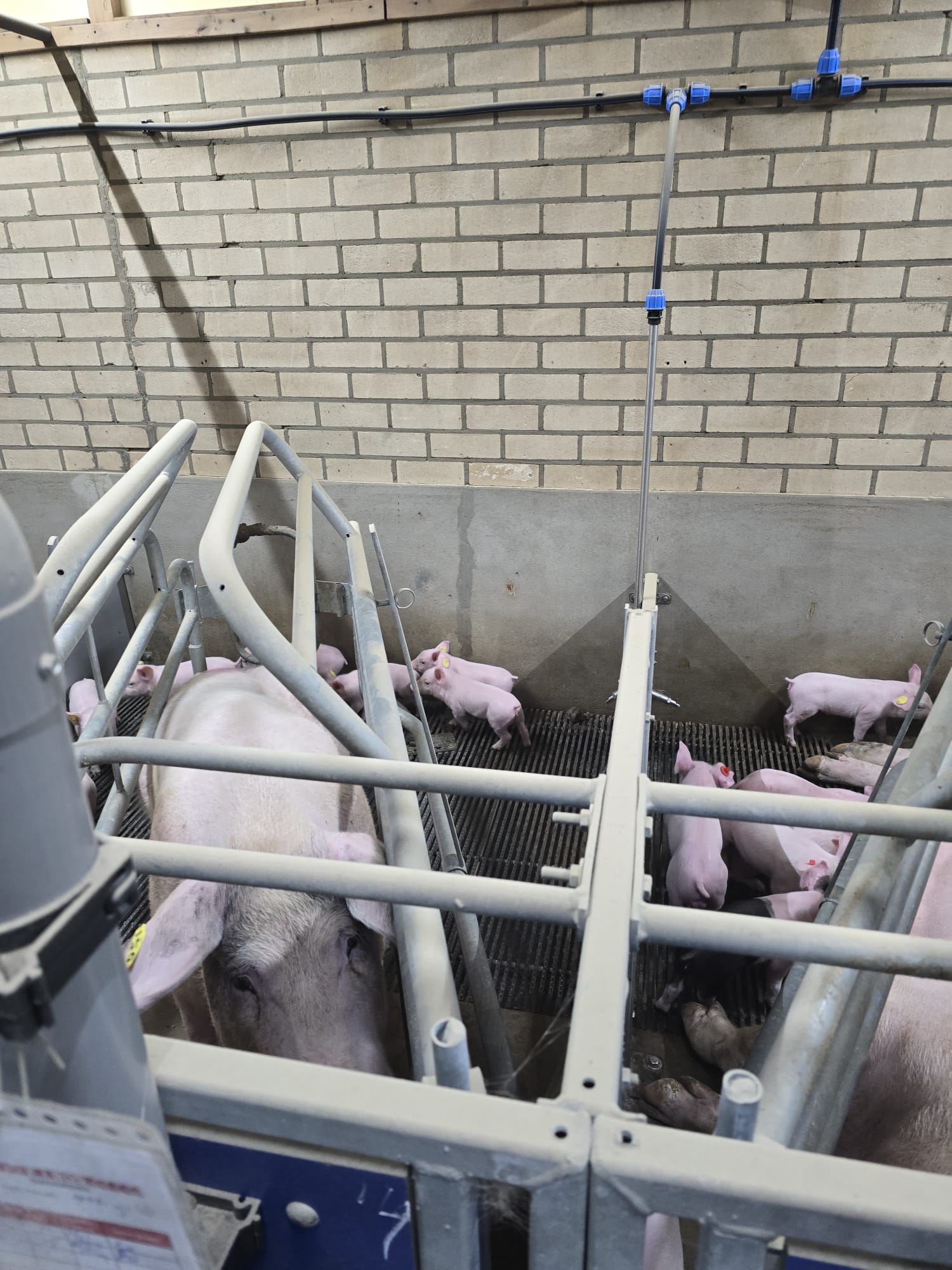 Drinkbakken plaatsing biggen morsen: Wat bepaalt in de praktijk of een big drinkt of morst?