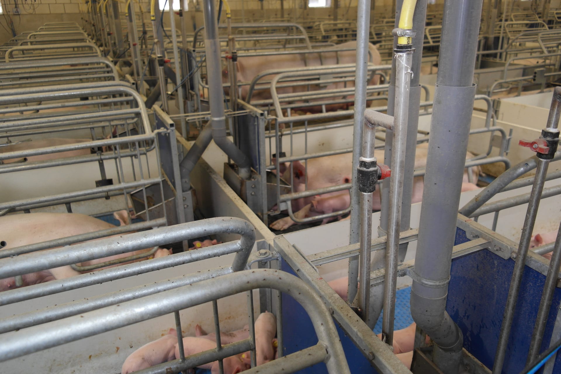 Drinkbakken varkens: Kraamhok op maat: dit zijn de 7 productiestappen van Van Osch