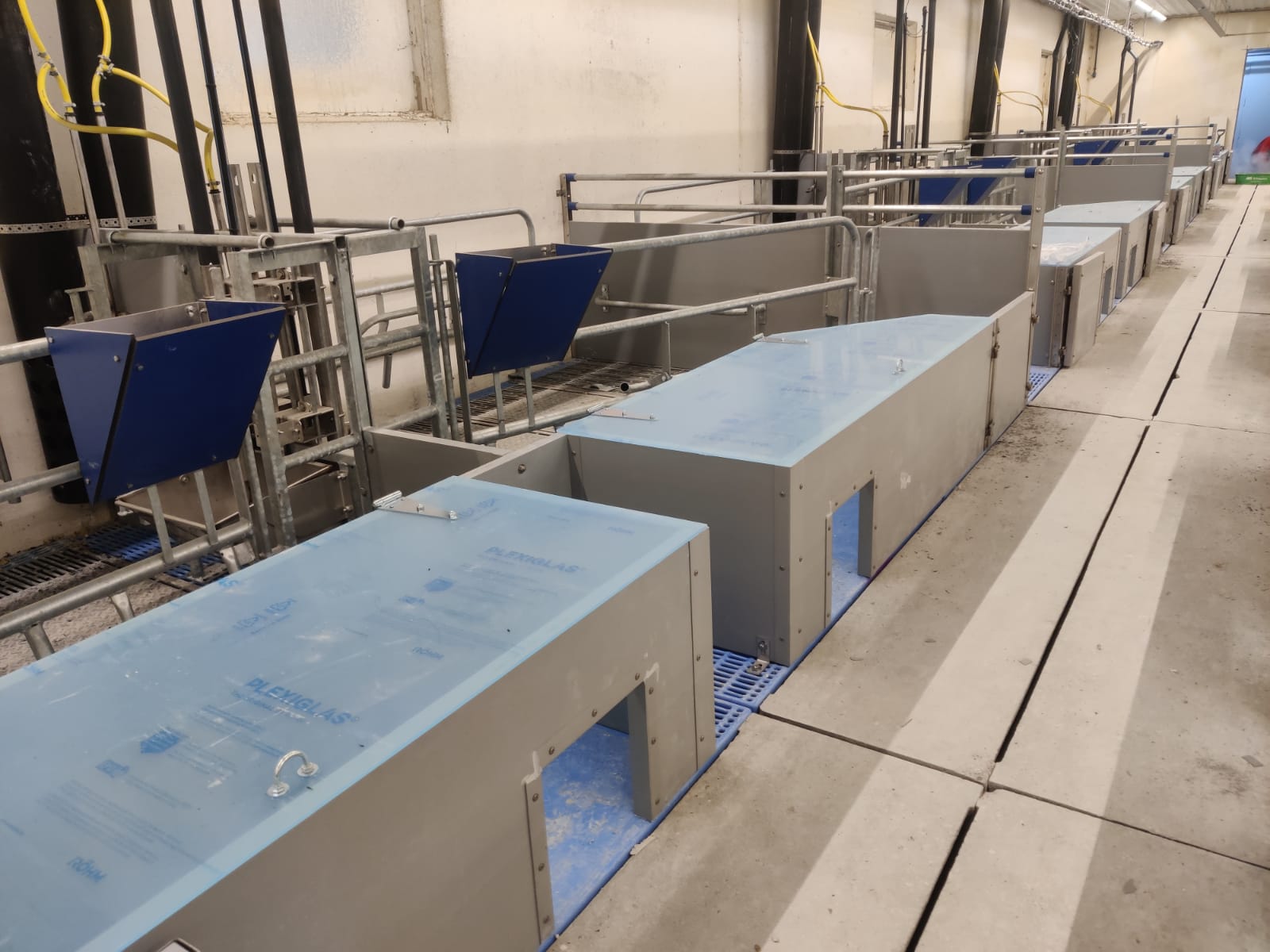 Speelmateriaal varkens wetgeving: Waarom is een ketting in het hok niet genoeg voor de wet?