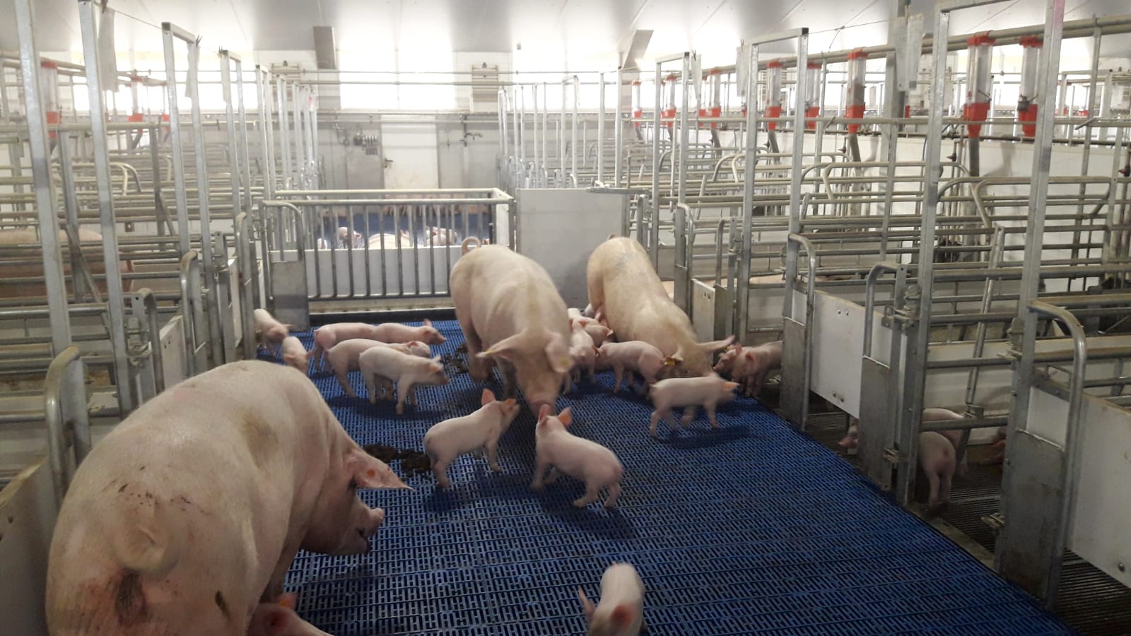 Waar let je op als je offertes voor zeugenhuisvesting naast elkaar legt?