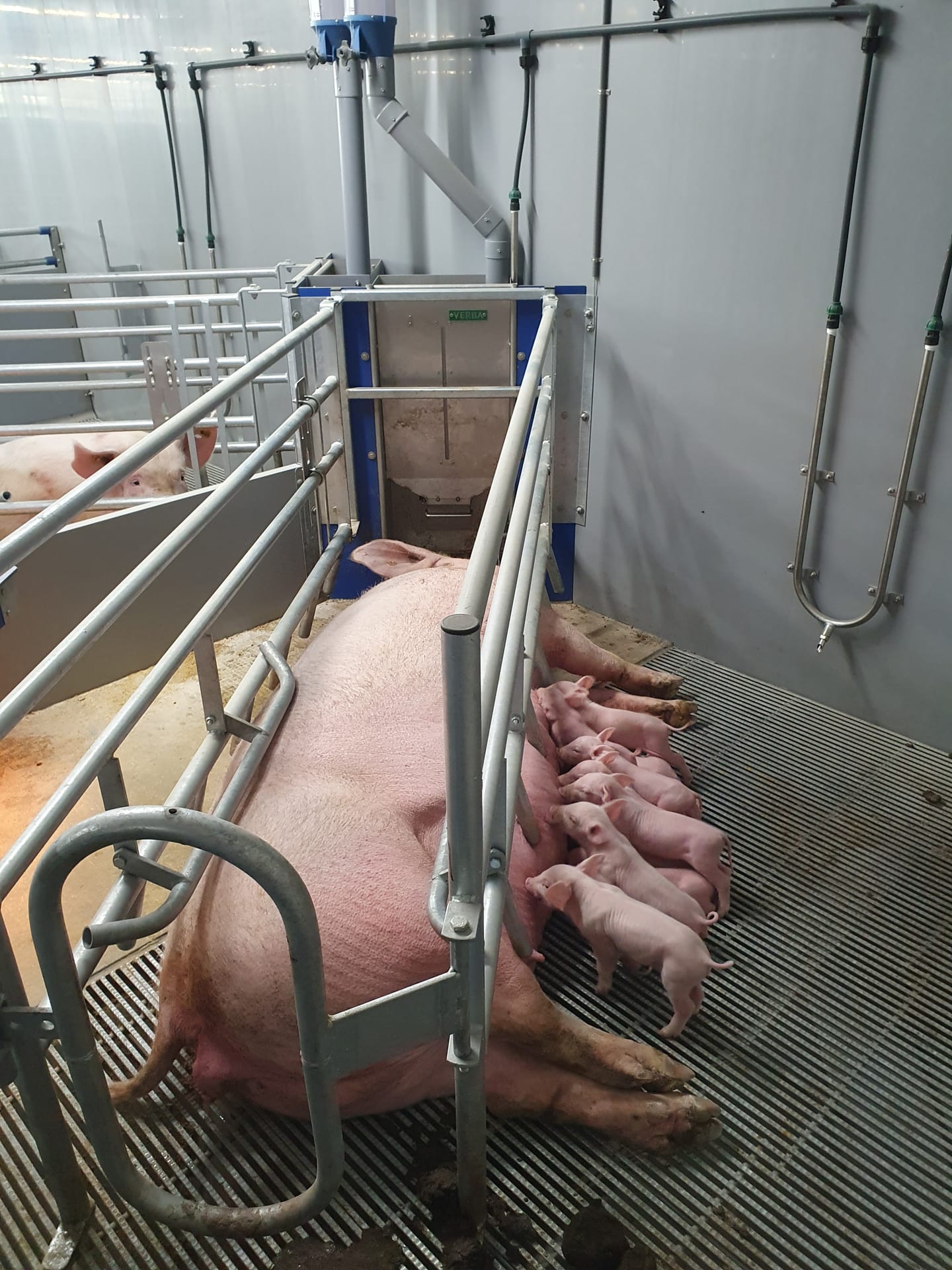 Vrijloopkraamhokken materiaal RVS: Waarom gaat hokinrichting in een vrijloopsysteem sneller kapot?