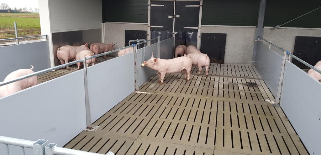 Speelmateriaal voor varkens: waarom de houder en hokplek vaker het probleem zijn dan het materiaal