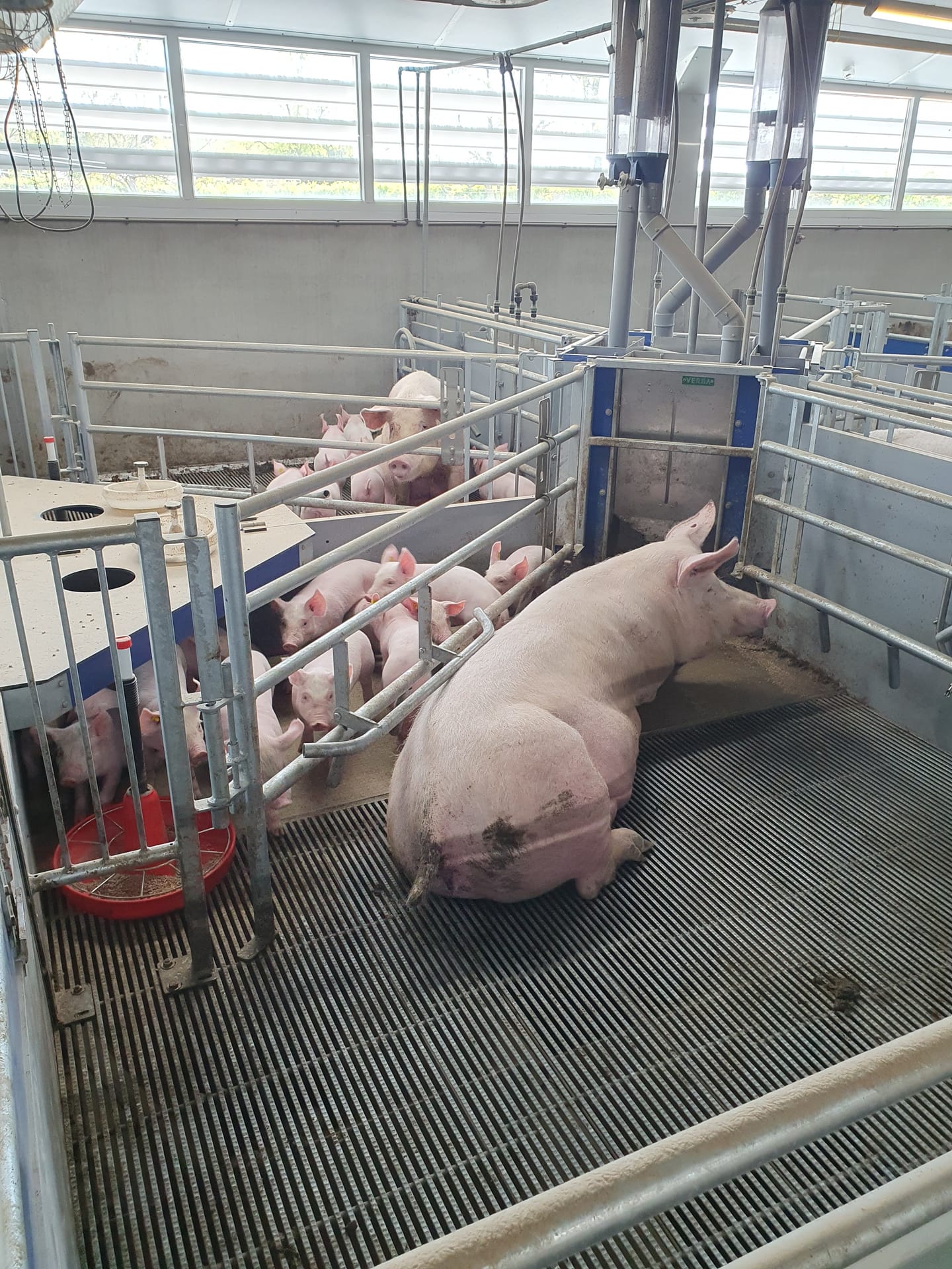 Hoe plan je je bezoek aan de varkenshallen stap voor stap?