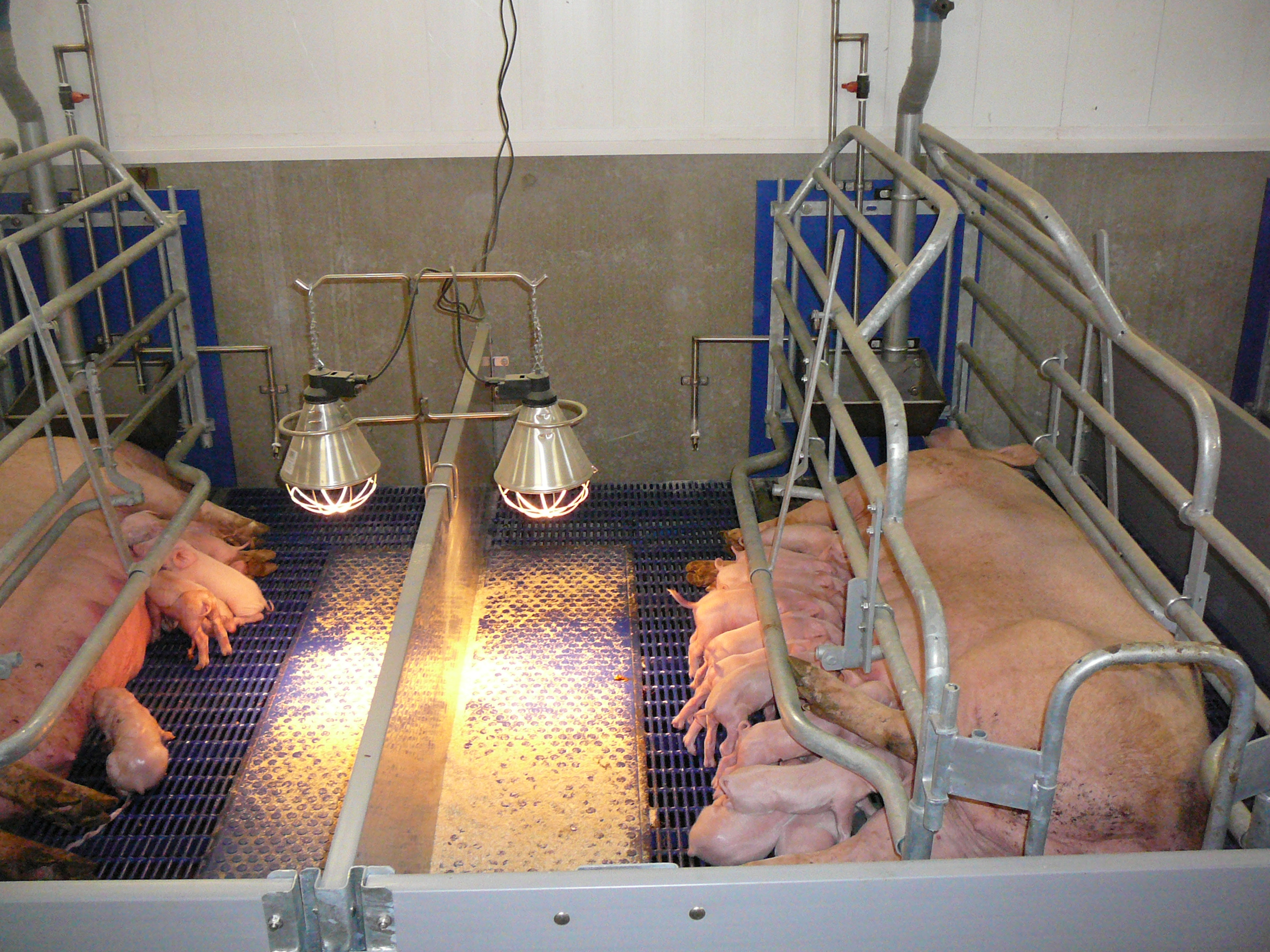 Waarom stellen zeugenhouders hun investering in de kraamstal uit?