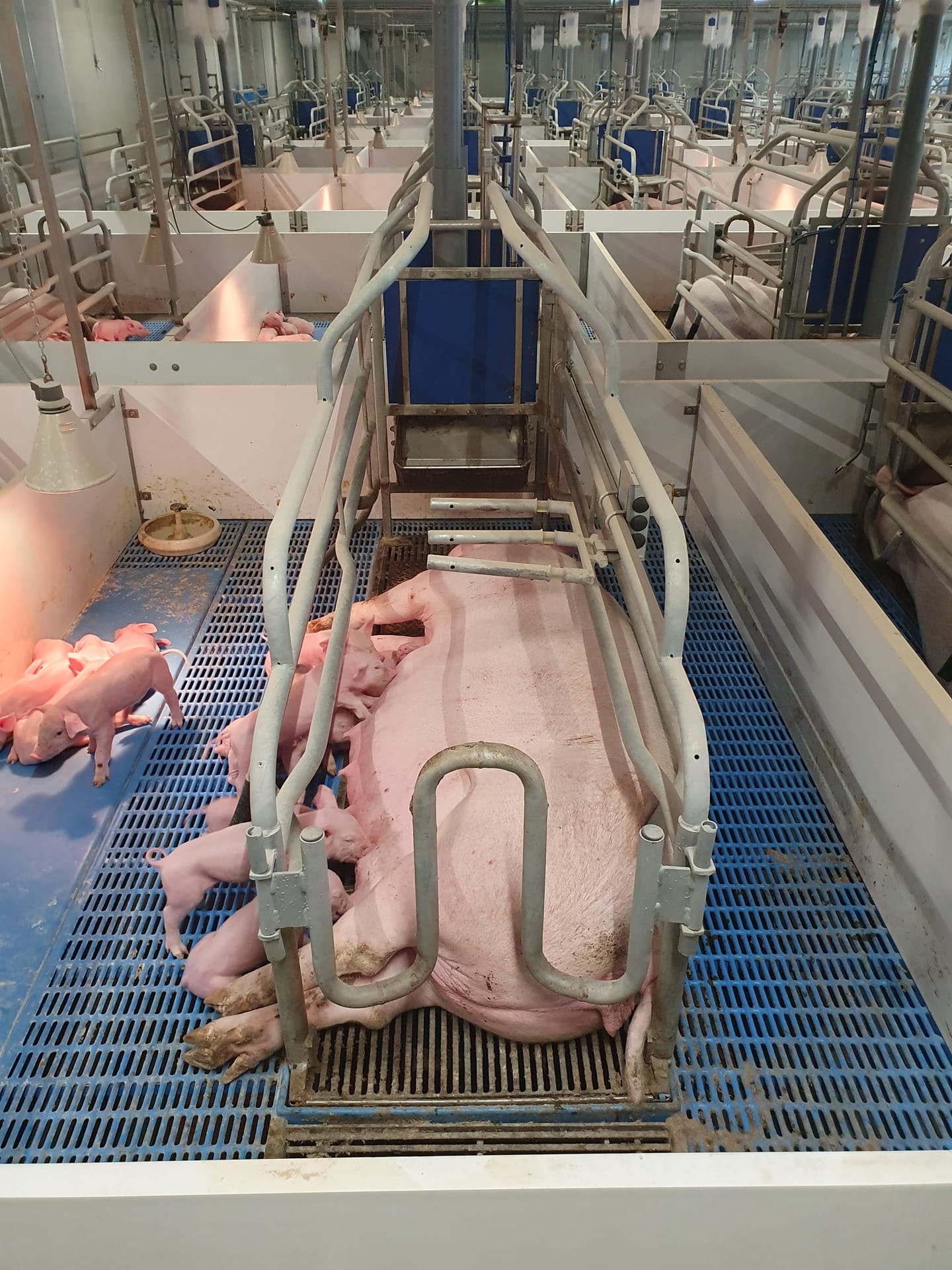 Drinkbakken varkens: Welke problemen ontstaan er als het kraamhok productieproces niet klopt?