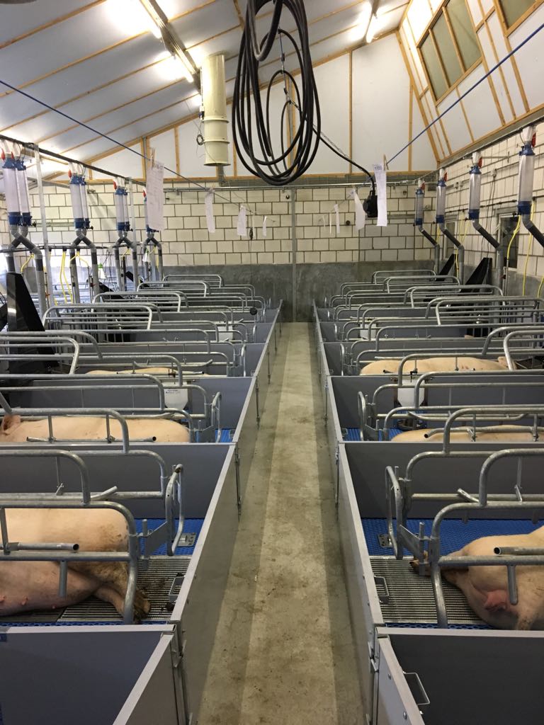 Traditioneel kraamhok of vrijloopkraamhok: 6 belangrijke verschillen