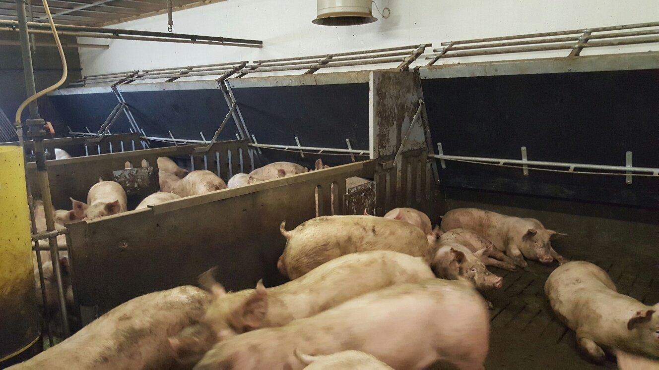 PigFree-stalinrichting voor zeugen: waarom kost het meer dan tweedehands en is d