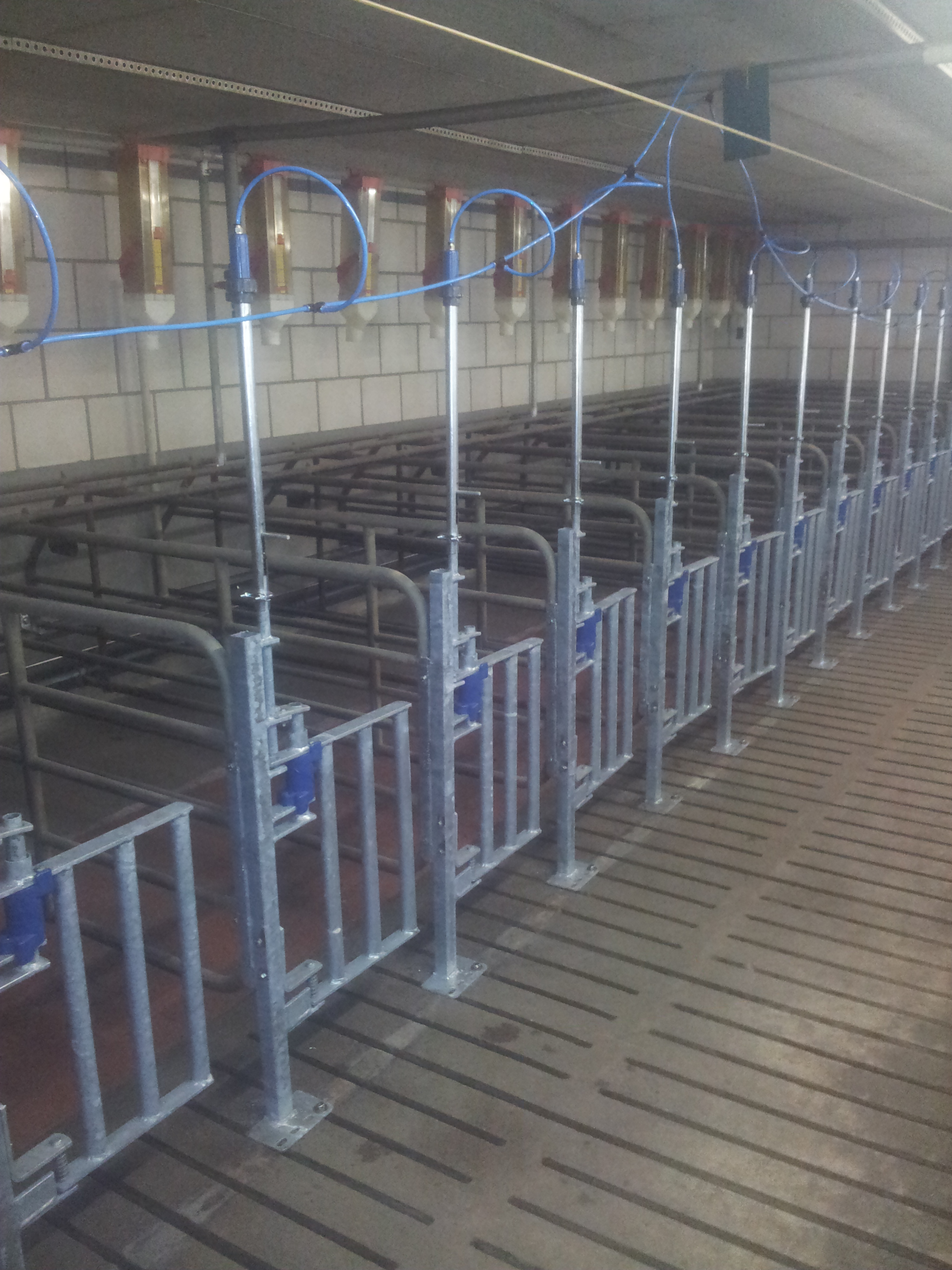 Drinkbakken voor varkens: welk materiaal gaat het langst mee?