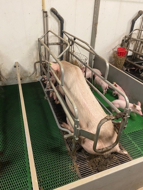 Waarom loopt de keuze voor voerligboxen zo vaak vast op de bestaande stal?