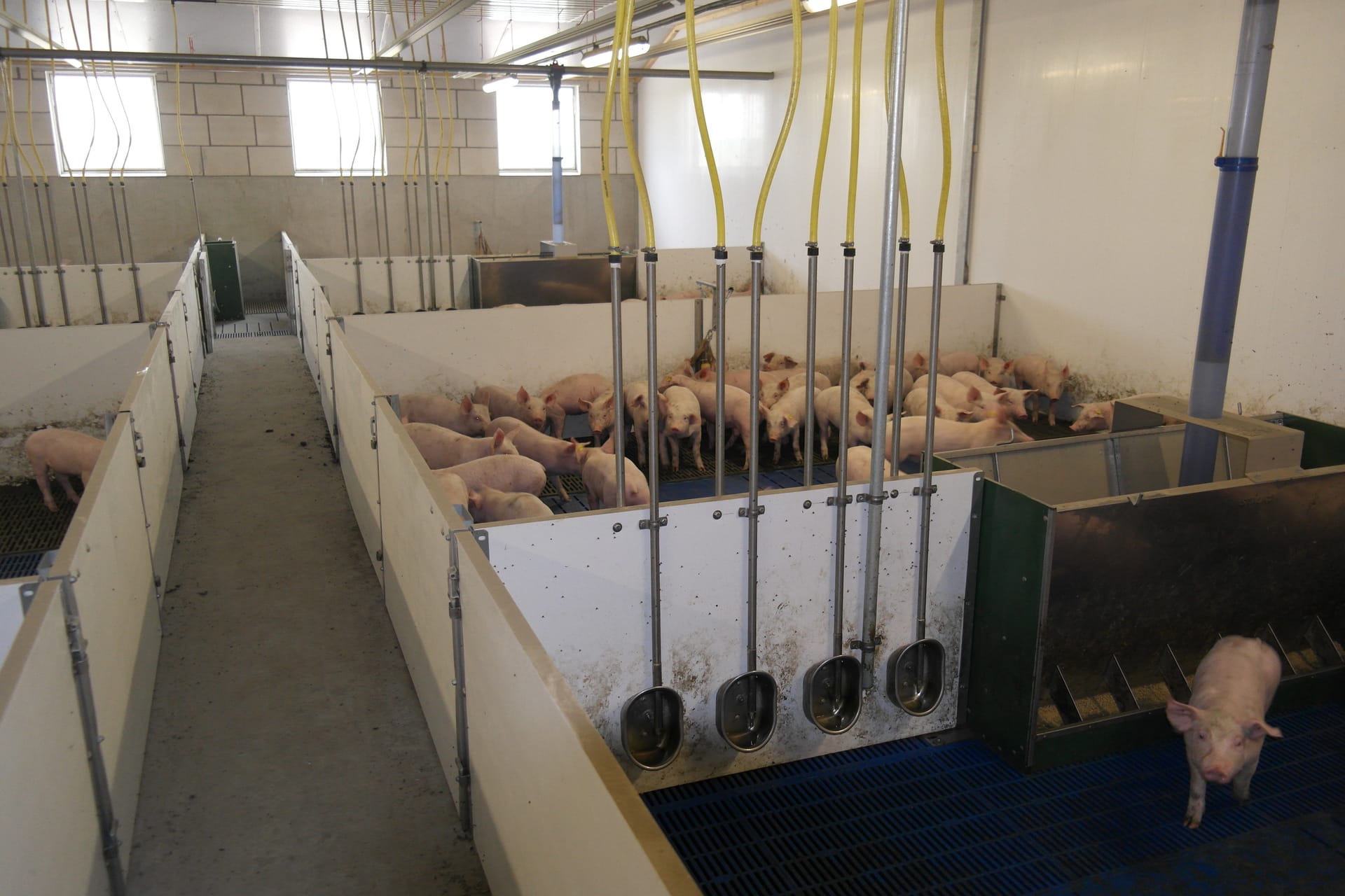 Drinkbakken varkens morsverlies voorkomen: Welke drinkbakken voor varkens voorkomen morsverlies en waterverspilling?
