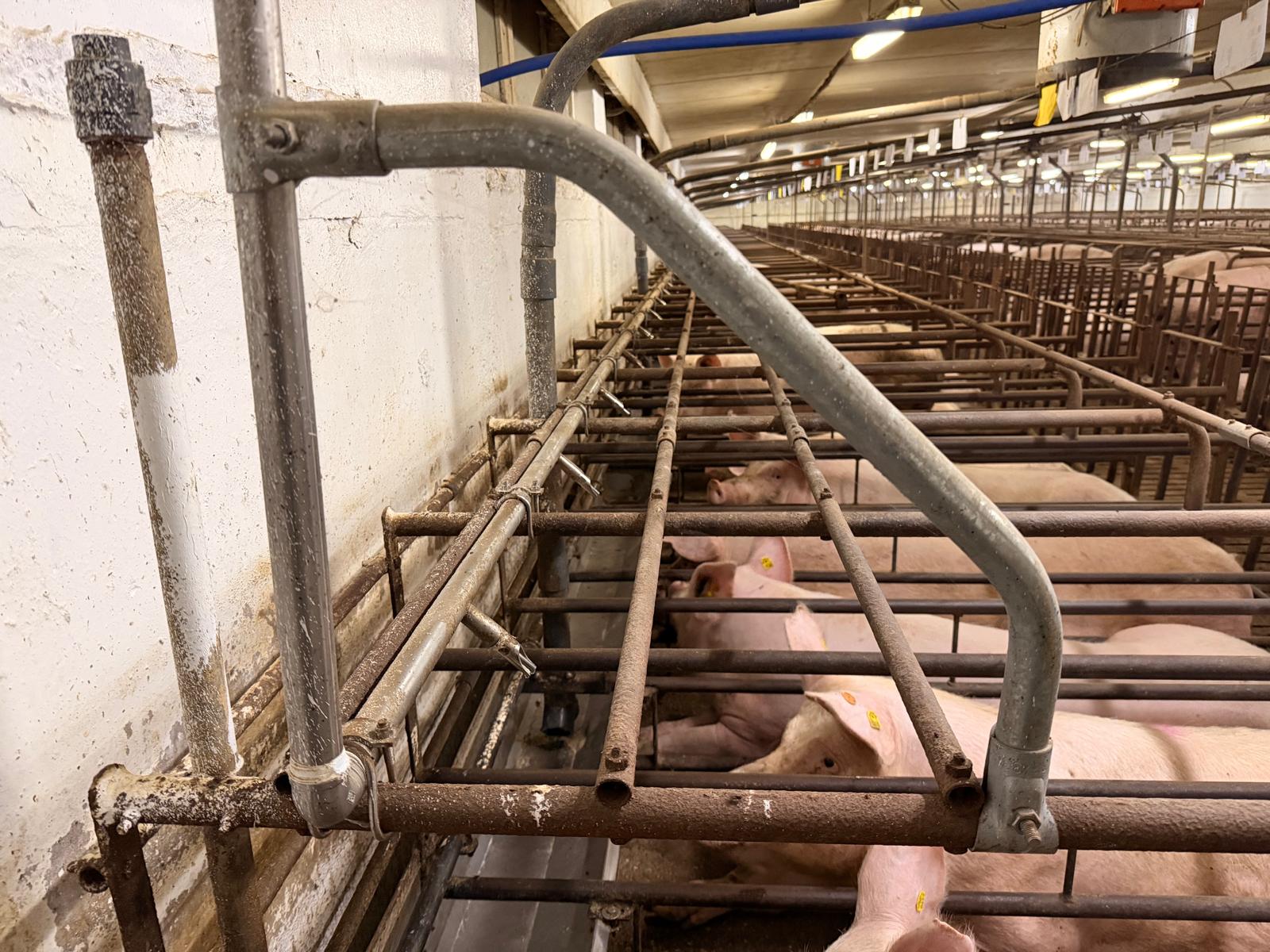 Drinkbakken varkens kiezen: Vleesvarkenshok op maat: voorkom dure missers met de drinkplek