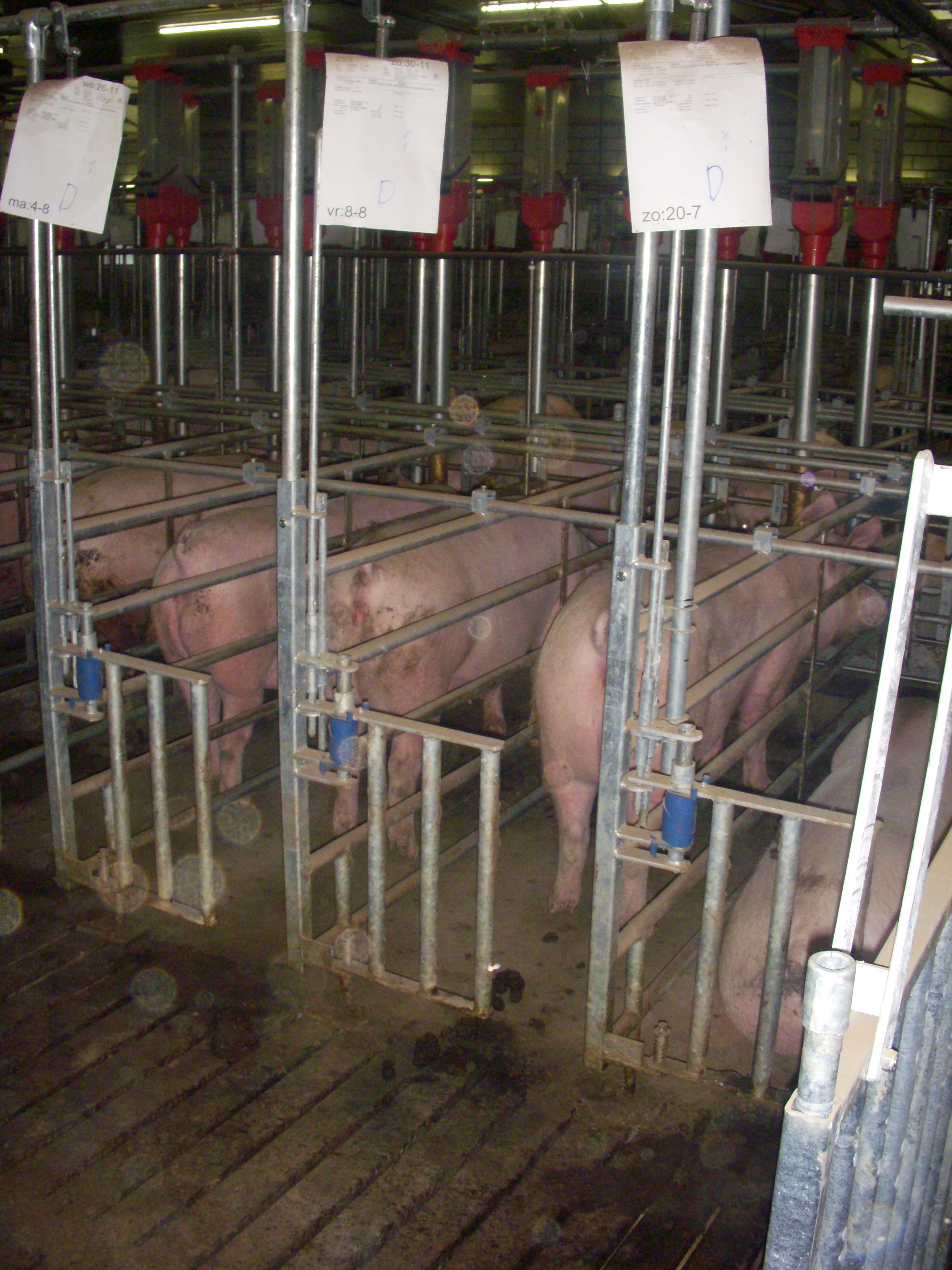 Hoe staat de zeugenhouderij er in 2026 voor qua huisvesting?